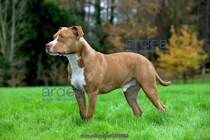  : American Staffordshire Terrier dog