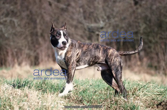 : AMERICAN STAFFORDSHIRE TERRIER DOG - with cropped ears : AMERICAN STAFFORDSHIRE TERRIER DOG - with cropped ears