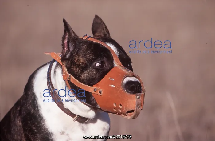  : AMERICAN STAFFORDSHIRE TERRIER DOG - muzzled