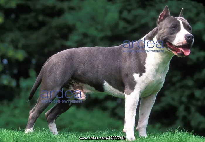 : American Staffordshire Terrier Dog - standing, side view : American Staffordshire Terrier Dog - standing, side view
