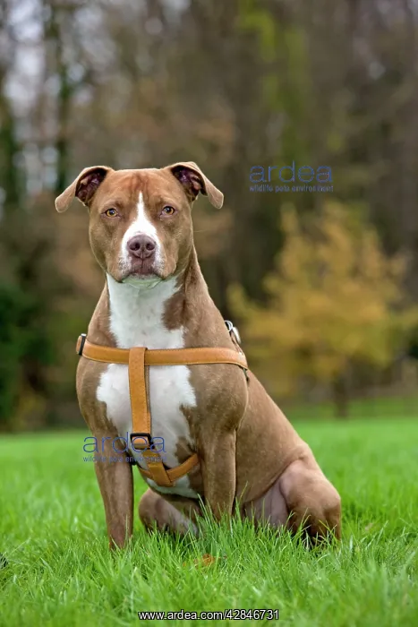 : American Staffordshire Terrier Dog wearing harness : American Staffordshire Terrier Dog wearing harness