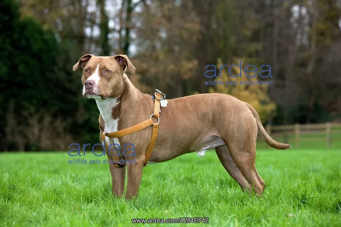 : American Staffordshire Terrier Dog wearing harness : American Staffordshire Terrier Dog wearing harness