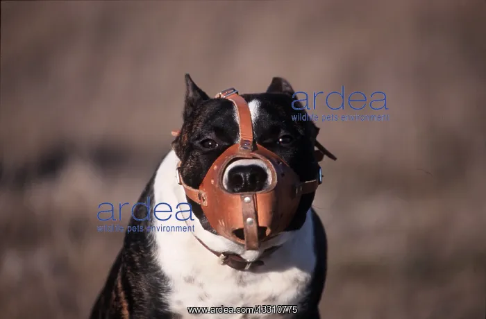 : AMERICAN STAFFORDSHIRE TERRIER DOG - wearing muzzle : AMERICAN STAFFORDSHIRE TERRIER DOG - wearing muzzle