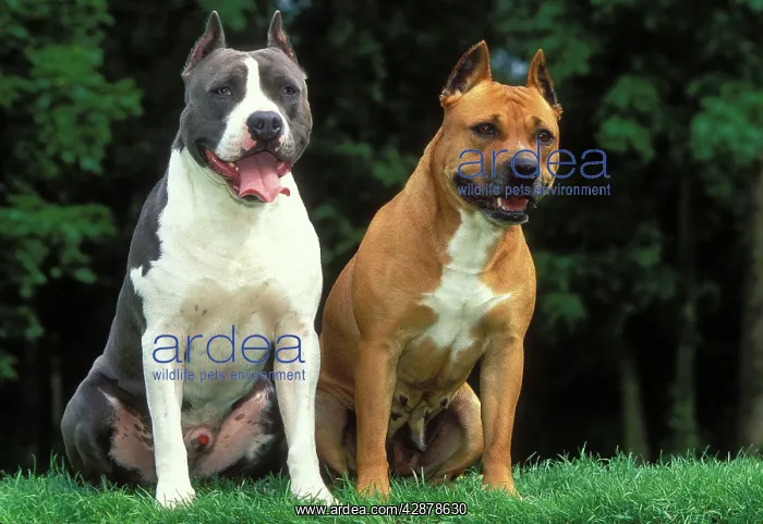 : American Staffordshire Terrier DOGS - pair, sitting : American Staffordshire Terrier DOGS - pair, sitting