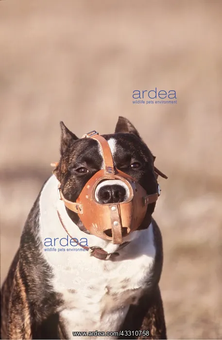 : American STAFFORDSHIRE TERRIER - muzzled - Guard Dog : American STAFFORDSHIRE TERRIER - muzzled - Guard Dog
