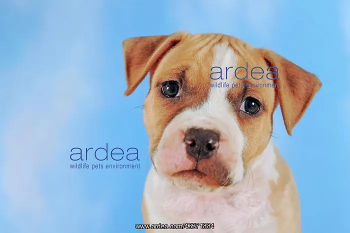 : American Staffordshire Terrier, Puppy, 7 weeks old : American Staffordshire Terrier, Puppy, 7 weeks old