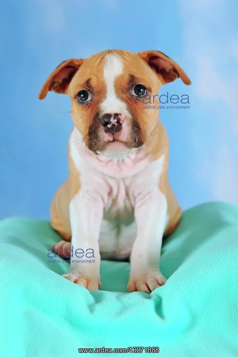 : American Staffordshire Terrier, Puppy, 7 weeks old : American Staffordshire Terrier, Puppy, 7 weeks old