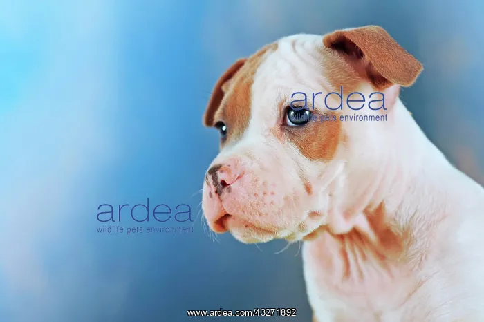 : American Staffordshire Terrier, Puppy, 7 weeks old : American Staffordshire Terrier, Puppy, 7 weeks old