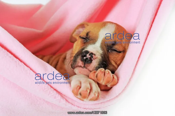 : American Staffordshire Terrier, puppy, 7 weeks old : American Staffordshire Terrier, puppy, 7 weeks old