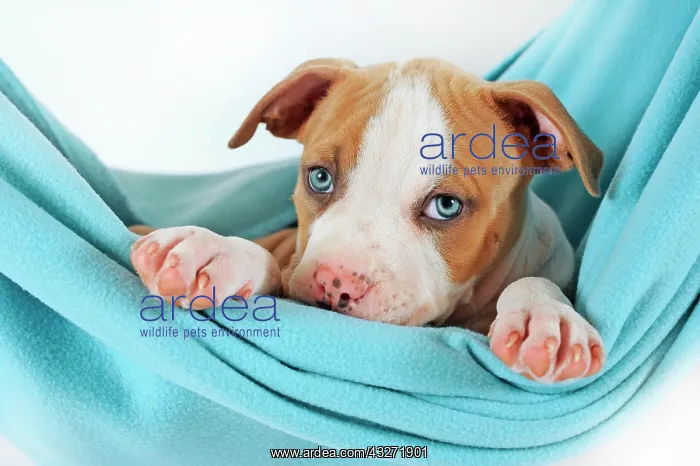 : American Staffordshire Terrier, Puppy, 7 weeks old : American Staffordshire Terrier, Puppy, 7 weeks old