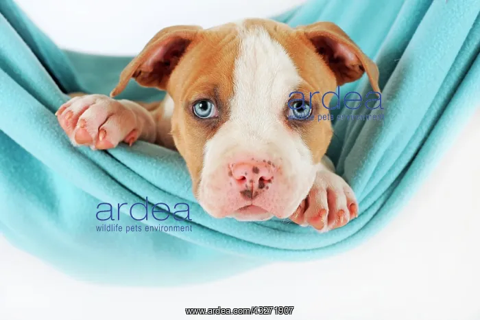 : American Staffordshire Terrier, Puppy, 7 weeks old : American Staffordshire Terrier, Puppy, 7 weeks old