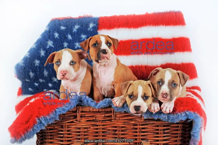 : American Staffordshire Terrier, Puppy, 7 weeks old : American Staffordshire Terrier, Puppy, 7 weeks old