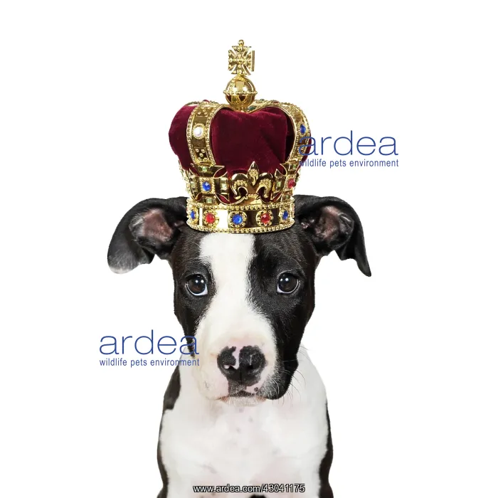 : American Staffordshire Terrier, puppy, female : American Staffordshire Terrier, puppy, female