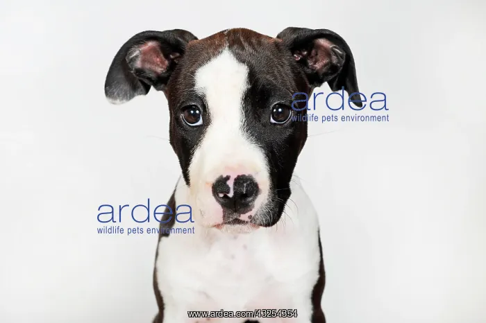 : American Staffordshire Terrier, puppy, female, 8 : American Staffordshire Terrier, puppy, female, 8