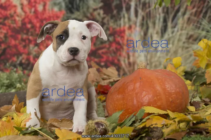 : American Staffordshire Terrier puppy outdoors in autumn : American Staffordshire Terrier puppy outdoors in autumn