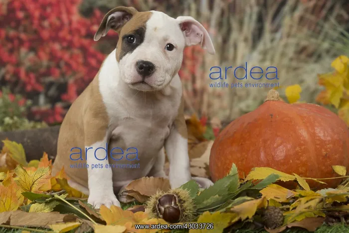 : American Staffordshire Terrier puppy outdoors in autumn : American Staffordshire Terrier puppy outdoors in autumn