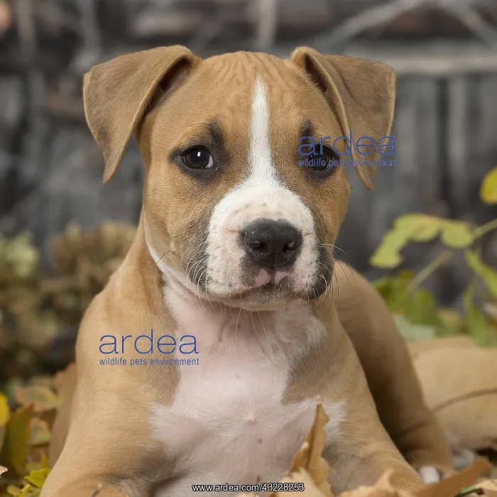 : American Staffordshire Terrier puppy outdoors in autumn : American Staffordshire Terrier puppy outdoors in autumn