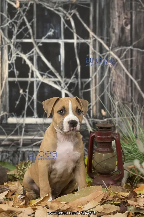 : American Staffordshire Terrier puppy outdoors in autumn : American Staffordshire Terrier puppy outdoors in autumn