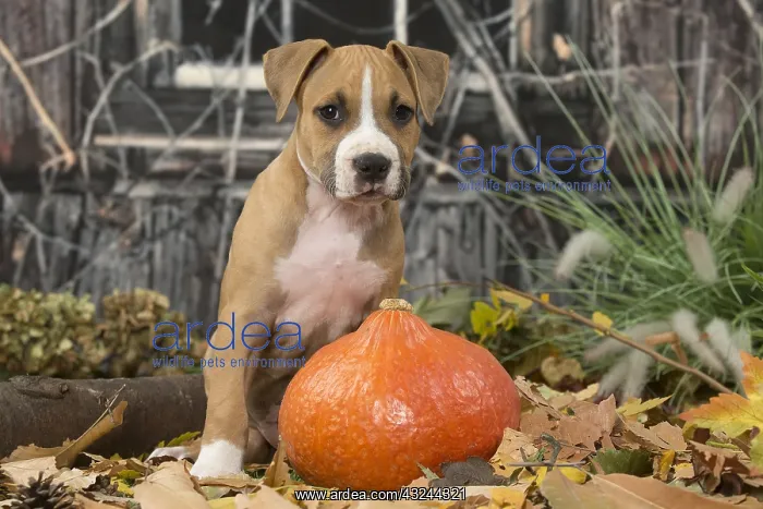 : American Staffordshire Terrier puppy outdoors in autumn : American Staffordshire Terrier puppy outdoors in autumn