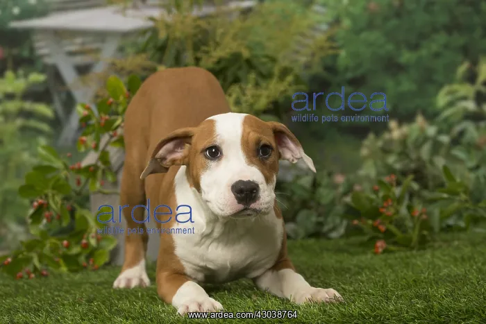 : American Staffordshire Terrier puppy outdoors in the garden : American Staffordshire Terrier puppy outdoors in the garden