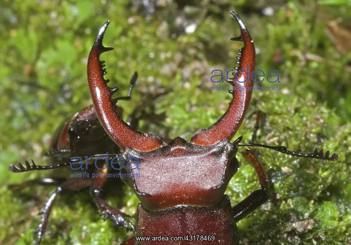 : American Stag Beetle, Lucanus elaphus : American Stag Beetle, Lucanus elaphus