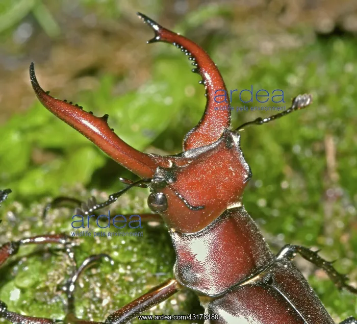  : American Stag Beetle, Lucanus elaphus