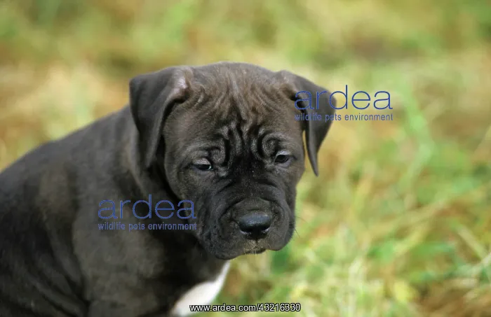 : American Straffordshire Terrier, pup, portrait : American Straffordshire Terrier, pup, portrait