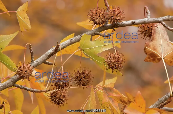 : American Sweetgum / Sweet-gum / Alligator-wood : American Sweetgum / Sweet-gum / Alligator-wood