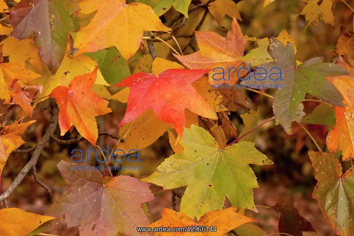 : American Sweetgum / Sweet-gum / Alligator-wood : American Sweetgum / Sweet-gum / Alligator-wood