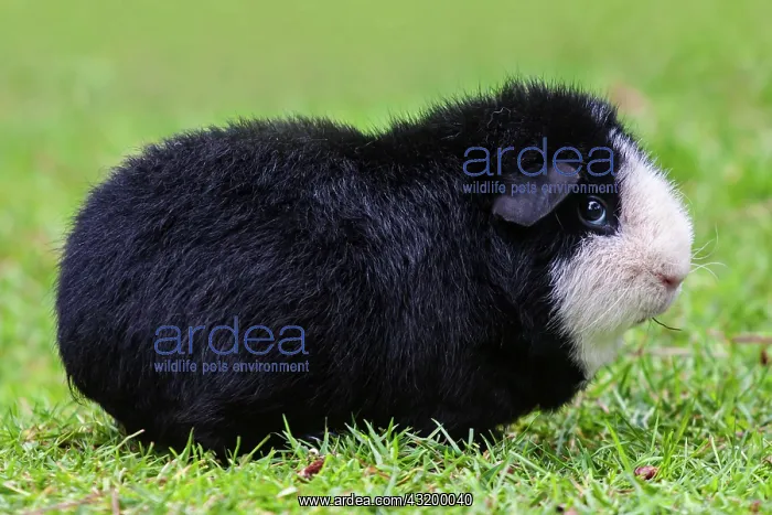 : US American Teddy Guinea Pig, black and white coat : US American Teddy Guinea Pig, black and white coat