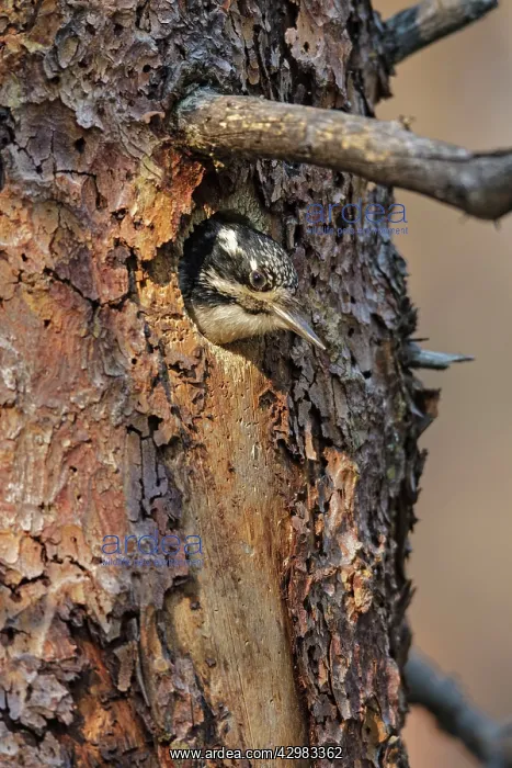 : American Three-toed Woodpecker : American Three-toed Woodpecker