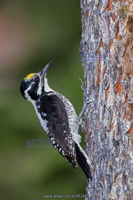 : American Three-toed Woodpecker. Male : American Three-toed Woodpecker. Male
