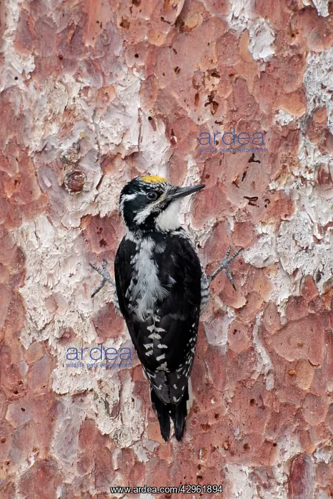 : American Three-toed Woodpecker - male : American Three-toed Woodpecker - male