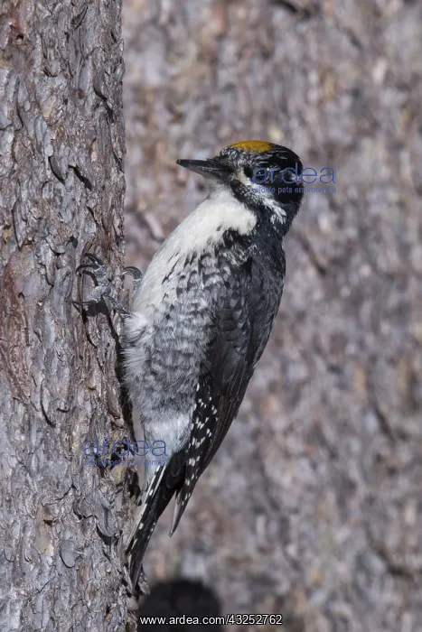 : American Three-toed Woodpecker - Picoides tridactylUS : American Three-toed Woodpecker - Picoides tridactylUS