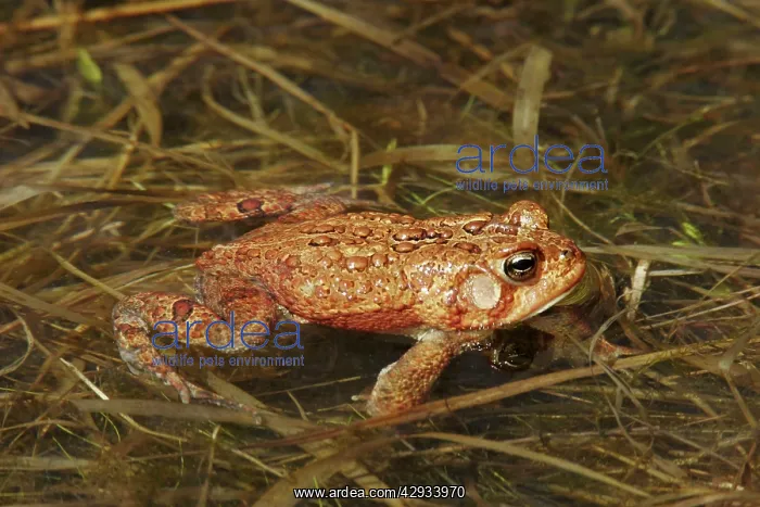  : American Toad