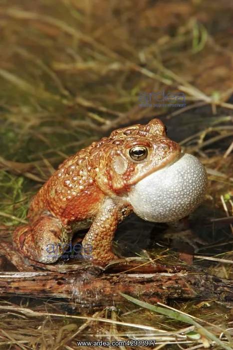  : American Toad