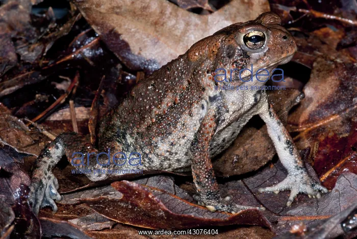 : American Toad : American Toad