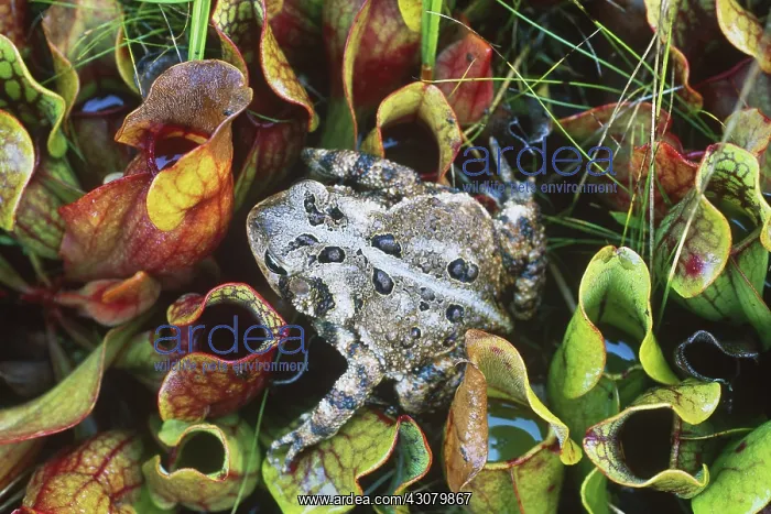 : American Toad : American Toad