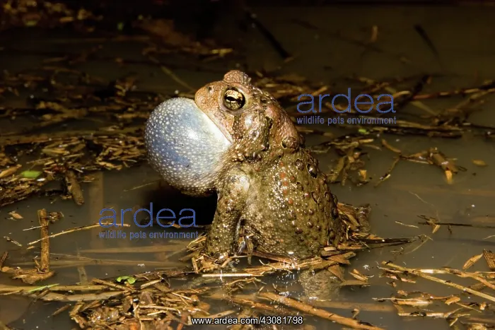  : American Toad