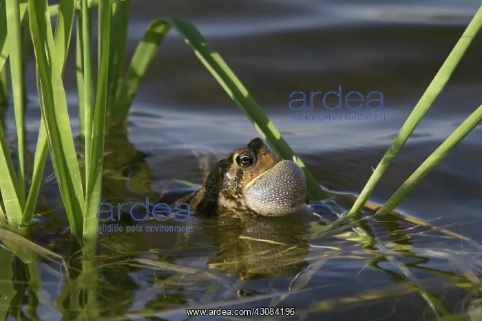 : American Toad : American Toad