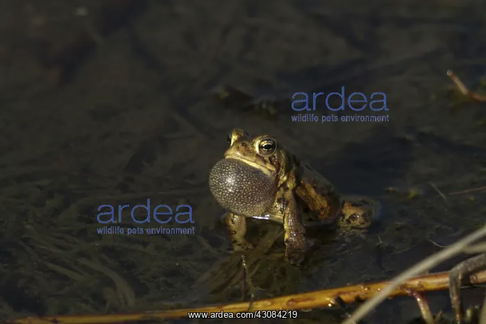 : American Toad : American Toad