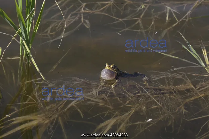 : American Toad : American Toad