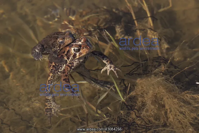 : American Toad : American Toad