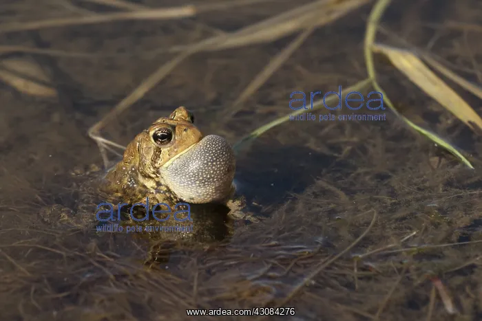 : American Toad : American Toad