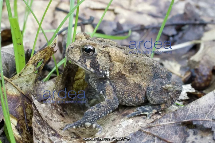 : American Toad : American Toad