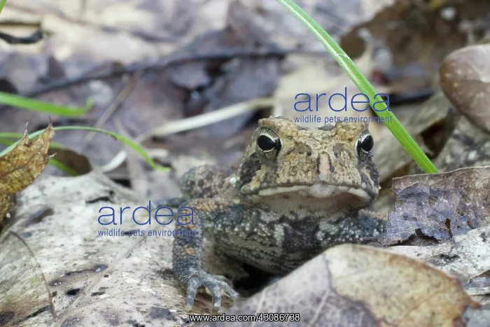: American Toad : American Toad