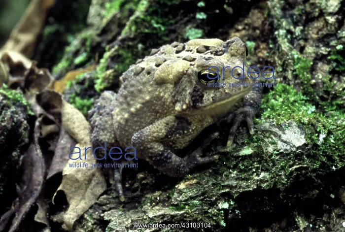 : American Toad : American Toad