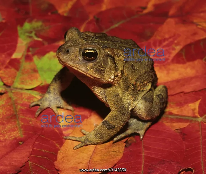 : American Toad : American Toad