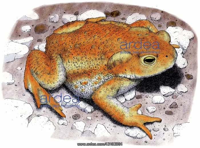 : American Toad : American Toad