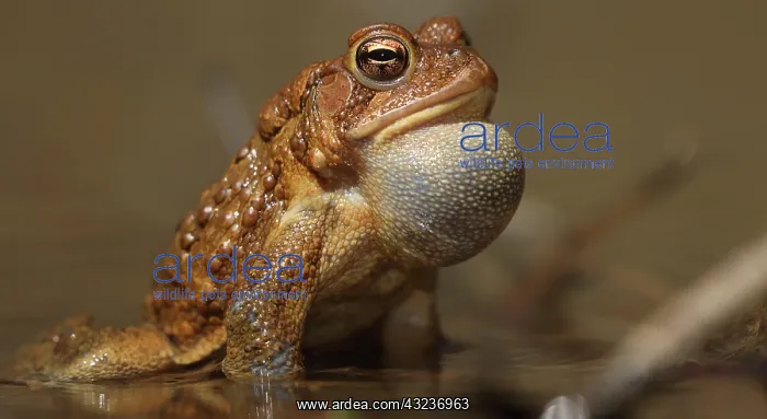  : American toad
